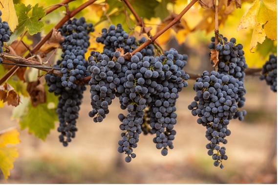 カベルネ・ソーヴィニヨンのブドウの房の画像