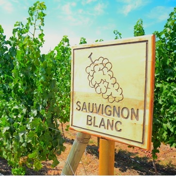 39 青草の香りが魅力！ソーヴィニヨン・ブランの産地別個性と飲み比べの楽しみ