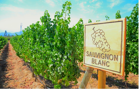 晴れたブドウ畑の中にソーヴィニヨン・ブランの木製の看板がある画像