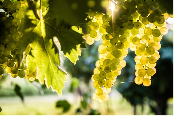 ソーヴィニヨン・ブランのブドウの房が下がっていて、木漏れ日が洩れている画像
