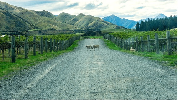 ニュージーランドのブドウ畑の街道に羊が2匹佇んでいる画像