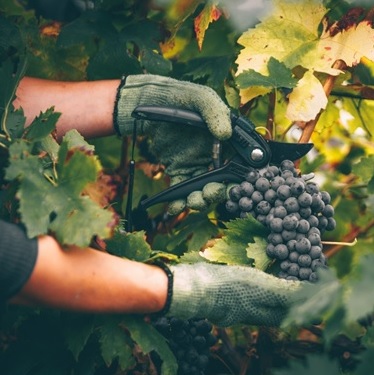 41 ワインのサステナビリティ【SDGsとワイン】環境に優しい「サステナブル認証」ワインの選び方