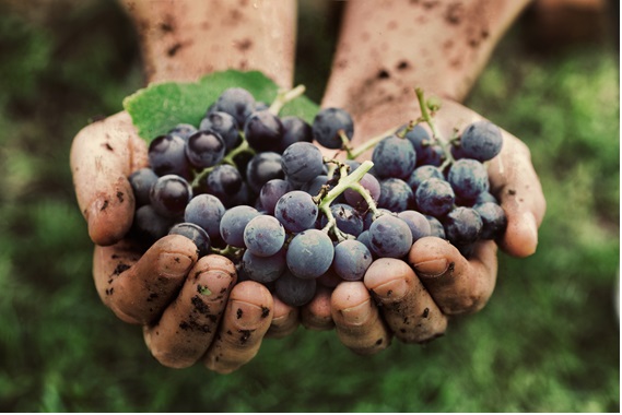 収穫した黒ブドウを両手で抱えている画像