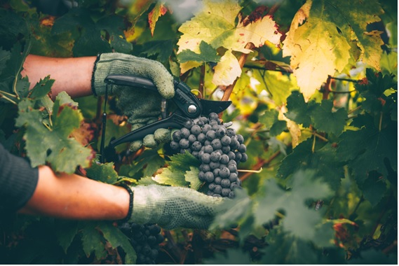 黒ブドウをハサミで収穫している画像