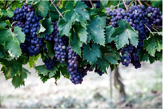 ブドウ畑でメルローの房が、たわわに実っている画像