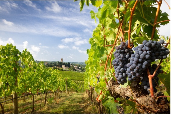 晴れた日のブドウ畑でメルロが実っている画像